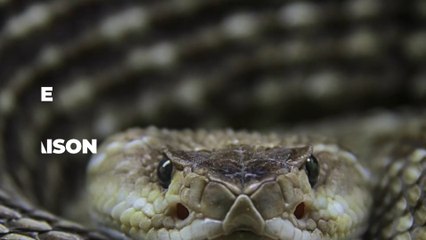 Insolite : 92 serpents à sonnette capturés sous une maison