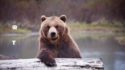 Pyrénées : le chasseur "déchiqueté" par une ourse visé par une enquête judiciaire