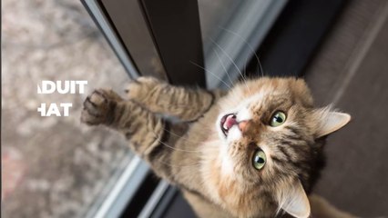 Voici le questionnaire pour savoir si votre chat est un psychopathe