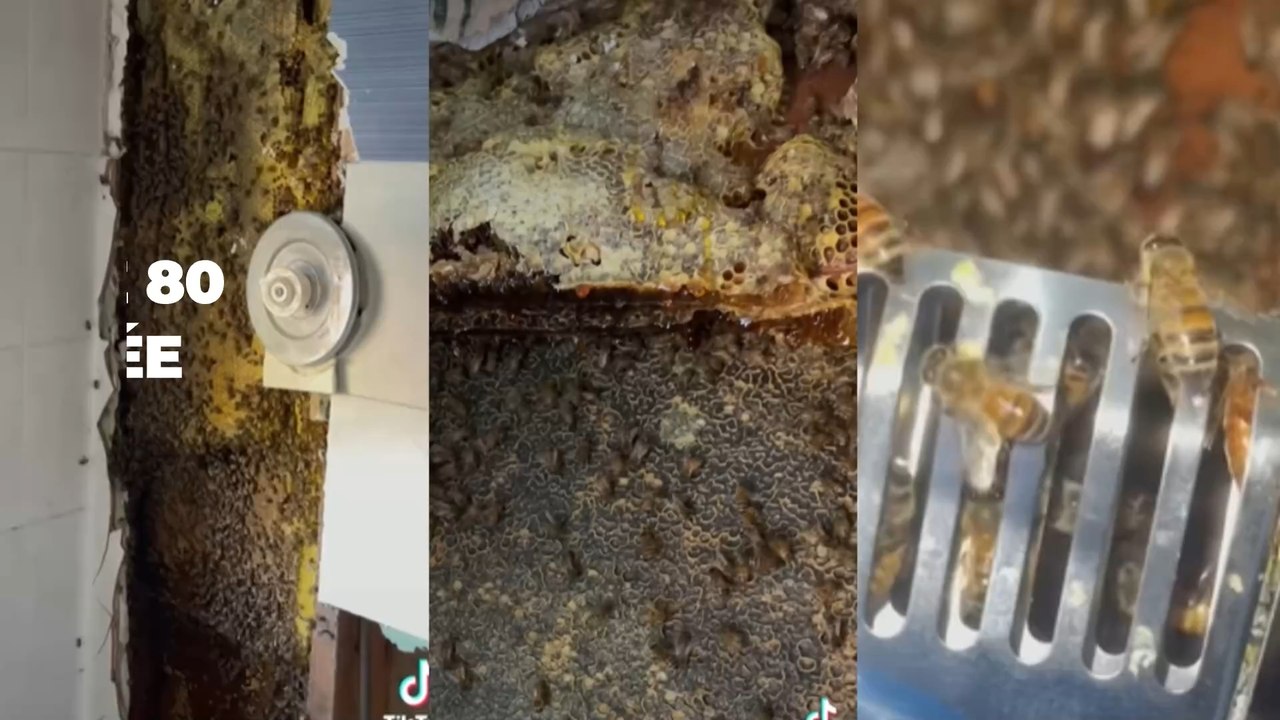 États-Unis : une ruche immense de 80 000 abeilles retrouvée derrière une maison