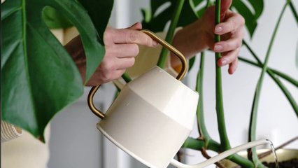 Voici comment faire repartir une plante en train de mourir