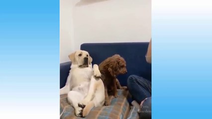 Top Funny Cat Videos Of The Weekly - Try Not To Laugh 1