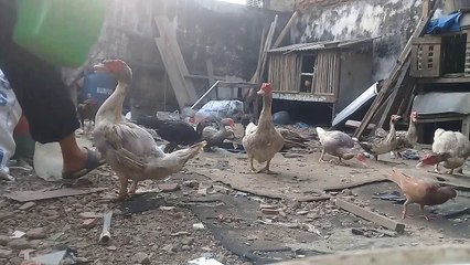 Sangat mudah memelihara entok , modal ratusan ribu hasil jutaan