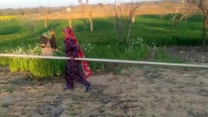 जानिए...इस तकनीक से साल दर साल किसान बढ़ा रहा है आमदनी