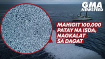 Mahigit 100,000 patay na isda, nagkalat sa dagat | GMA News Feed