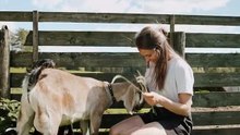 Girl Feeding goat