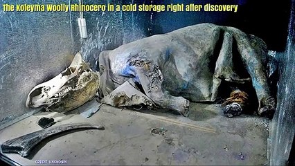 5 Die erstaunlichsten Permafrostfunde aus Sibirien und Alaska Teil2