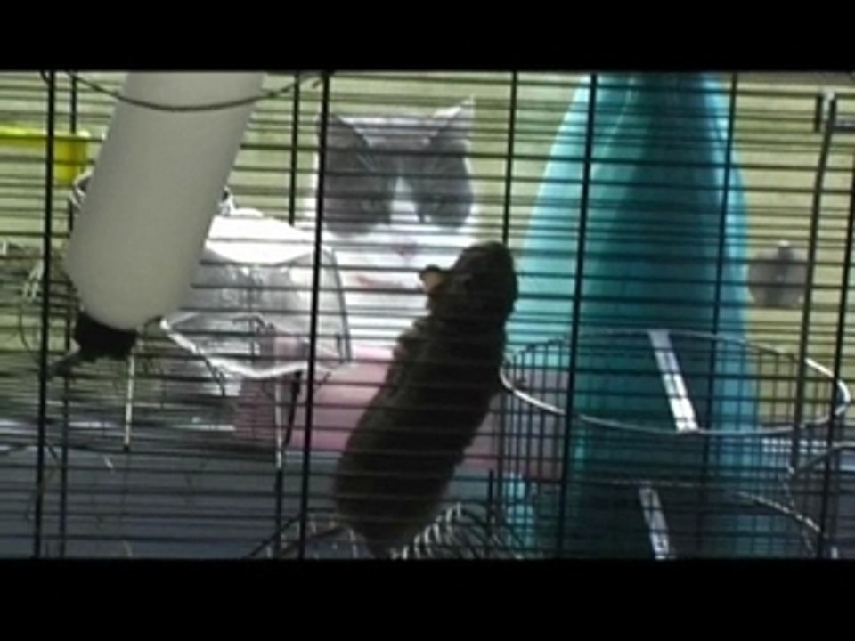 Le chat du voisin...