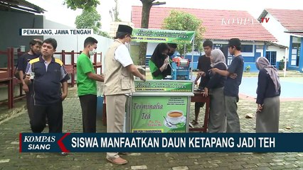 Siswa SMK di Pemalang Manfaatkan Daun Ketapang Jadi Minuman Teh