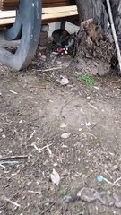 Best Short Cat  Video By Kingdom of Awais