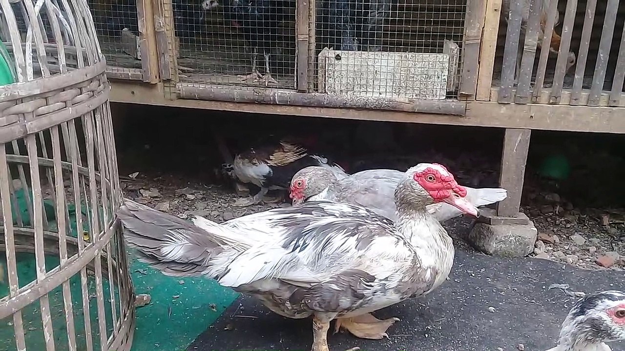 Kupas tuntas apa saja yang dibutuhkan entok