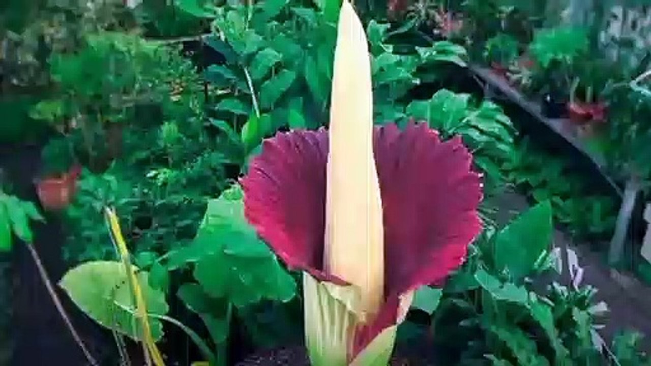 ANIMALIA - AVERTEBRATA 1