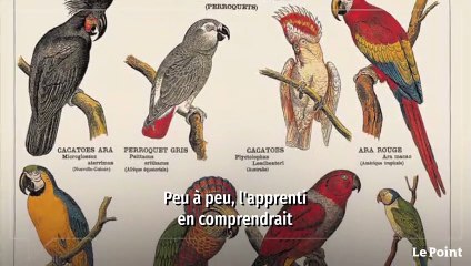 « Leçons de choses », le hors-série des planches de Deyrolle