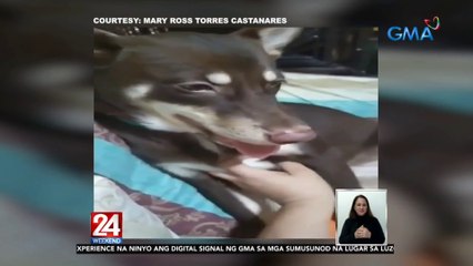 Demanding dogs, ala-alaga ng isang pamilya | 24 Oras Weekend