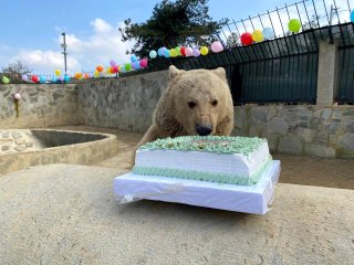 Ayı Silva'ya 3. yaş günü sürprizi