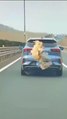 Ce sac est amoureux d'une voiture... il ne veut pas la quitter sur l'autoroute