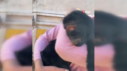 Son dakika haberi | Kilis'te özü alnında olarak dünyaya gelen oğlak öldü