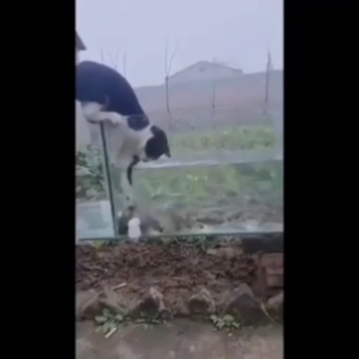 cat funny video #7   funny videos best   , follow me for more interesting video
