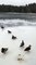 Frozen Lake Duck Curling