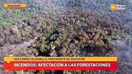 Incendios: afectación a las forestaciones