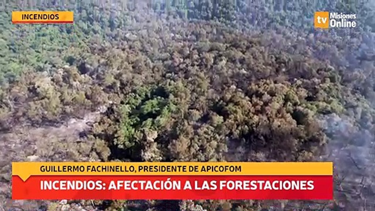 Incendios: afectación a las forestaciones