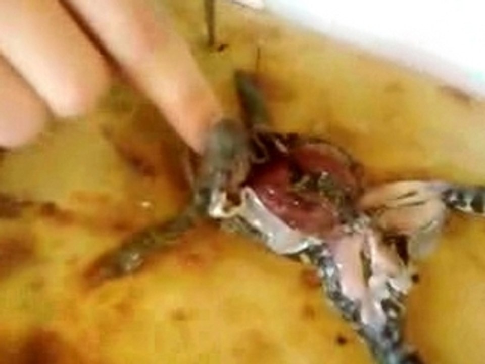 dissection