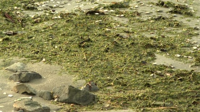 Toxic algae becomes growing problem in France