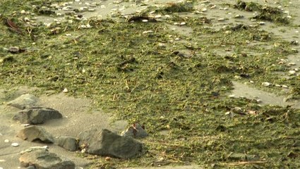 Toxic algae becomes growing problem in France