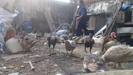 Usaha tidak harus dengan modal jutaan , ternak entok solusinya