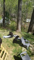 Mama Bear and Cubs Visit Luxury Cabin