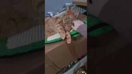 Super Relaxed Kitty Rolls Over... And Falls Off His Box