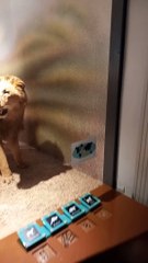 Muséum d'histoire naturelle de Grenoble (35)