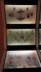 Muséum d'histoire naturelle de Grenoble (39)