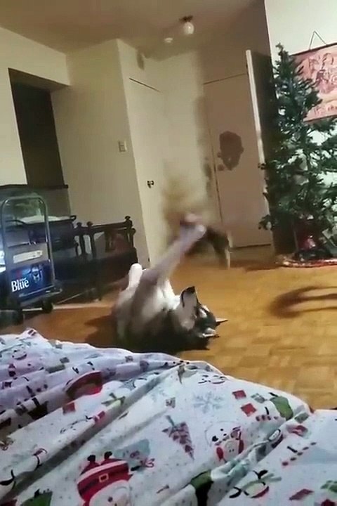 Kucing dan anjing paling lucu  bagian 1