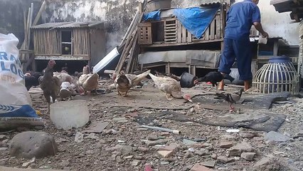 Ternak Entok adalah solusi yang tepat dalam musim apapun