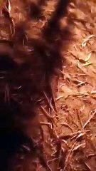 दौसा. सैकड़ों मण कड़बी जली, लाखों रुपए का नुकसान