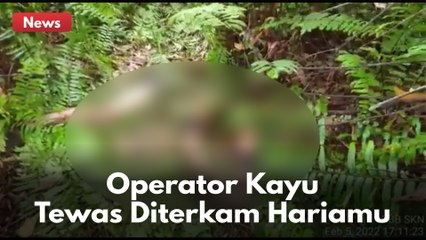 Operator Pemotong Kayu PT Simpang Kanan Tewas Diterkam Harimau Sumatera !!