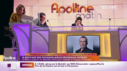 On peut tout dire sur RMC : Le broyage des poussins mâles désormais interdit - 07/02