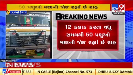 Bharuch _Animals set for 'slaughter' rescued in Jhaghadiya _Gujarat _Tv9GujaratiNews