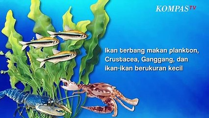 Lihat Deh, Ada Ikan Berenang Dan Bisa Terbang