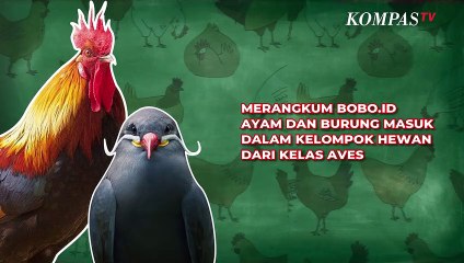 Terungkap, Kenapa Ayam Tak Bisa Terbang