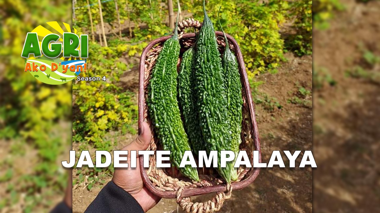 Jadeite Ampalaya