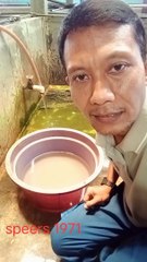 Pernahkah kamu mendengar suara buaya..._ inilah suaranya!!!