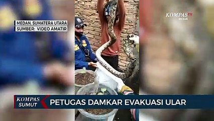 Download Video: Ular Sanca yang Tersangkut di Jaring Pagar Warga Diselamatkan