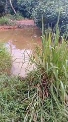 cara buaya membuat sarang