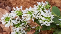 Ünlü botanikçi Nemrut Dağı'nın eteklerinde yeni bitki keşfetti