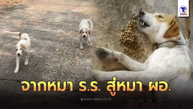 จากหมา ร.ร. สู่หมา ผอ. จาก 2 แสบหมาของโรงเรียนในวันนั้น สู่หมาที่วันๆนั่งกิน นอนกิน เฝ้าสวนบ้าน ผอ.ในวันนี้
