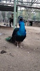 Cute Peacock  Video By Kingdom of Awais