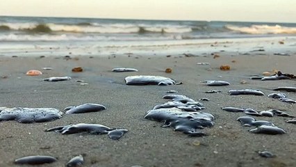 Manchas de óleo aparecem no litoral cearense