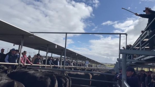 angus steers $2220